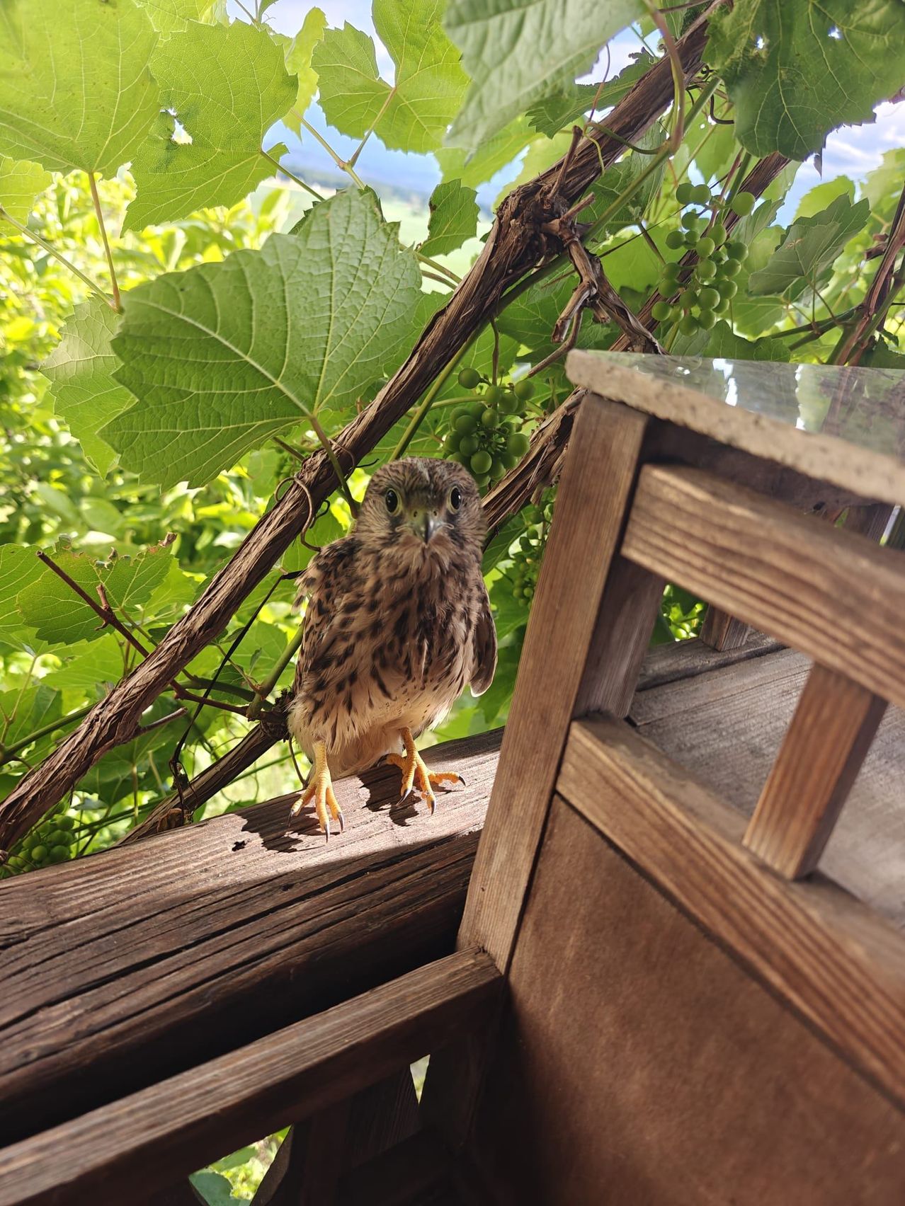 Ein kleiner Raubvogel, möglicherweise ein Turmfalke, sitzt auf einer hölzernen Kante mit grünen Blättern im Hintergrund.