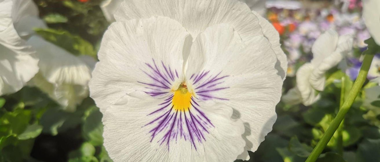 v1_migrated_image_81501574