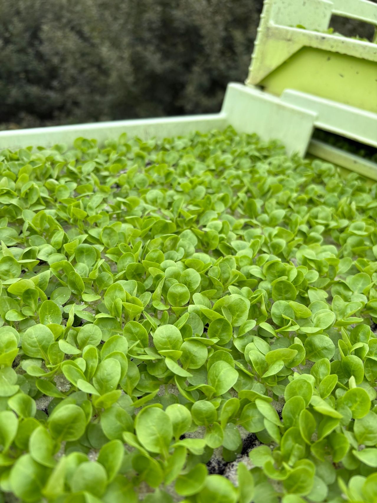 Ein Nahaufnahme einer Hydroponik-Farm zeigt zahlreiche kleine grüne Pflanzen, die dicht in einem wasserbasierten System wachsen. Die Pflanzen sind gesund, mit leuchtend grünen Blättern.