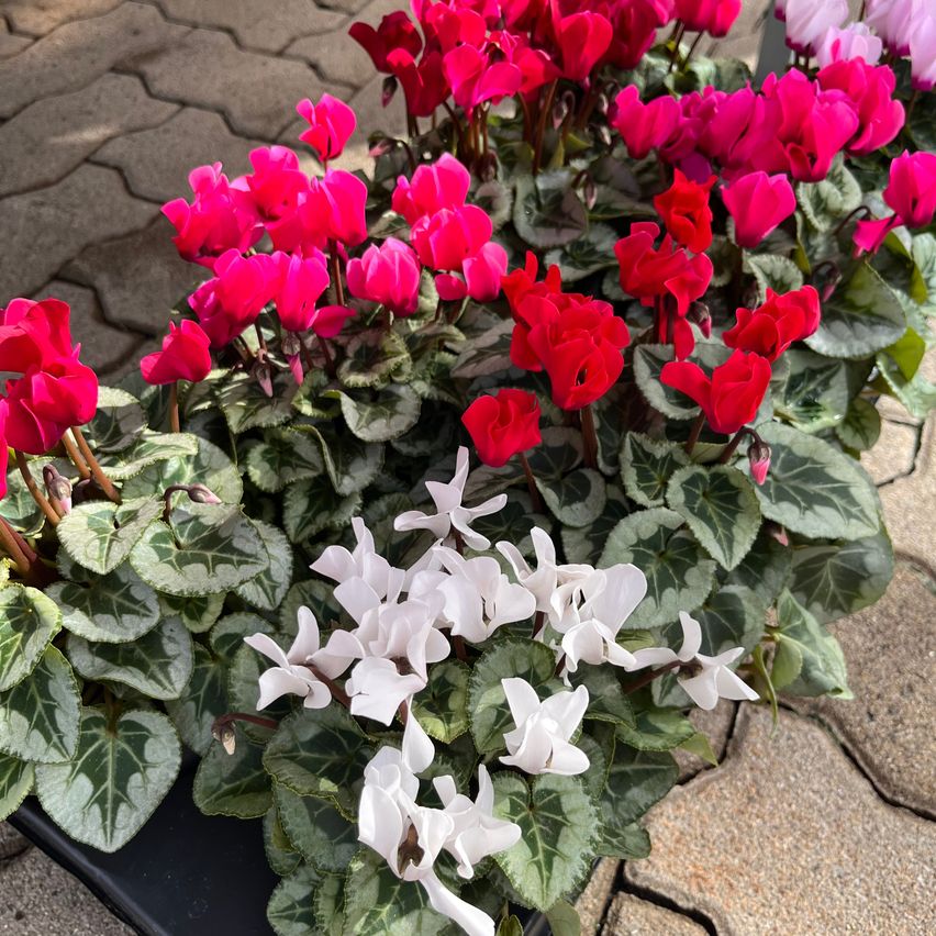 Nahaufnahme einer Vielfalt von Cyclamen-Blumen in leuchtenden Rot-, Rosa- und Weißtönen, vor einem strukturierten Hintergrund.
