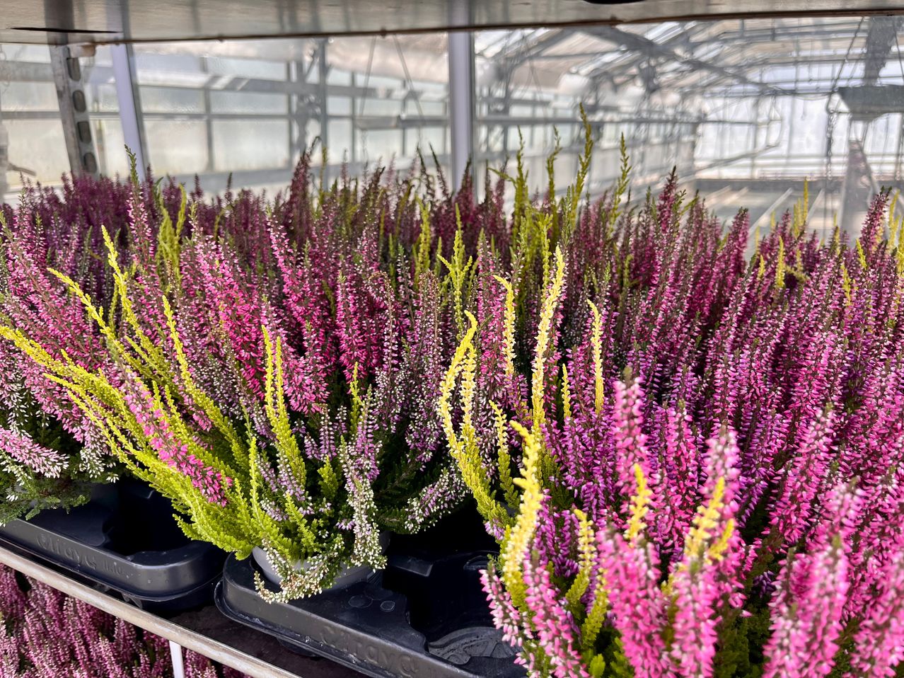 Ein Gewächshaus gefüllt mit leuchtend pinken und gelben blühenden Pflanzen, möglicherweise Heleniums, auf Tabletts unter einer Metallstruktur angeordnet.