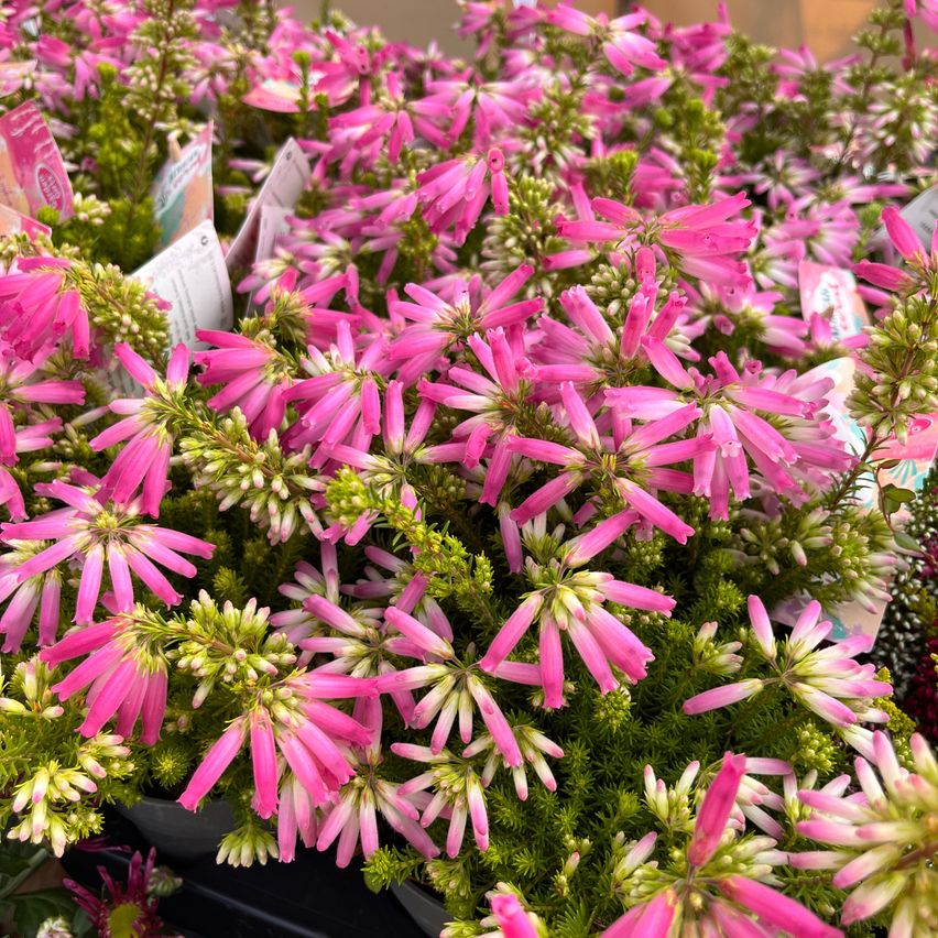 Eine Nahaufnahme eines Clusters von rosa Blumen mit grünen Blättern, möglicherweise in einem Garten oder Blumenladen.