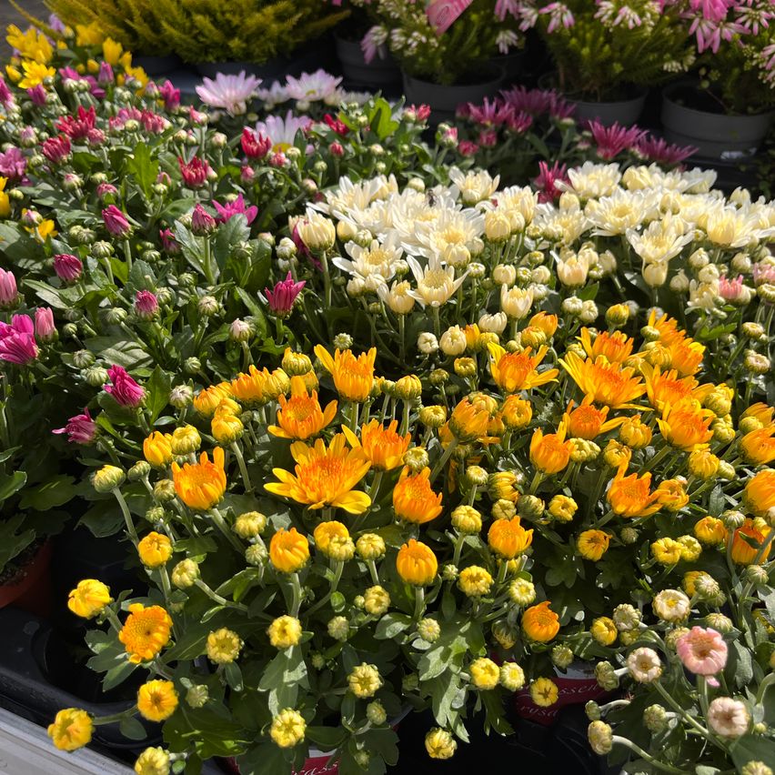 Eine farbenfrohe Präsentation verschiedener Chrysanthemen in verschiedenen Farben, einschließlich Weiß, Rosa, Gelb und Orange, in einer Gartenumgebung angeordnet.
