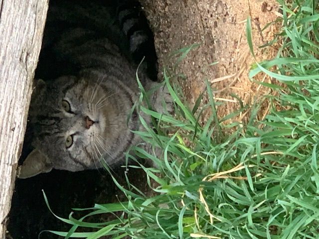 Eine graue getigerte Katze mit grünen Augen schaut aus einem Loch im Boden hervor.