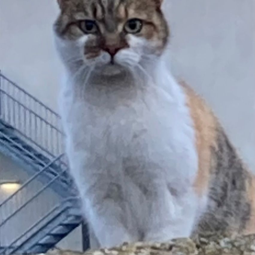 Eine Katze mit weißen und orangefarbenen Fell sitzt auf einem Felsen und schaut nach links. Hinter der Katze befindet sich eine Treppe mit einem Geländer.
