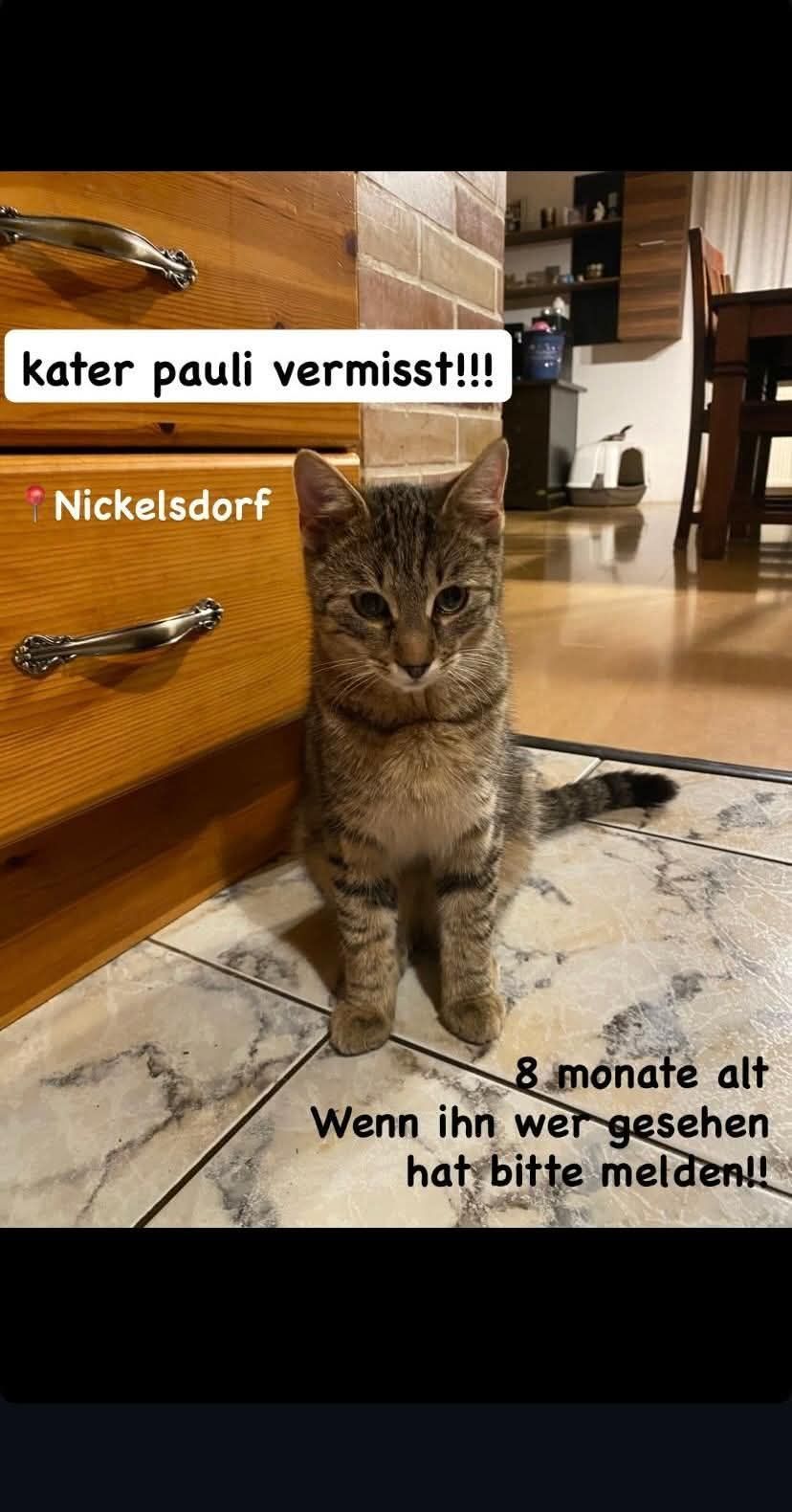 Eine Katze namens Pauli wird in Nickelsdorf vermisst. Die Katze ist 8 Monate alt und sitzt auf einem gefliesten Boden. In der Nähe befindet sich eine Holzschublade mit einem silbernen Griff.