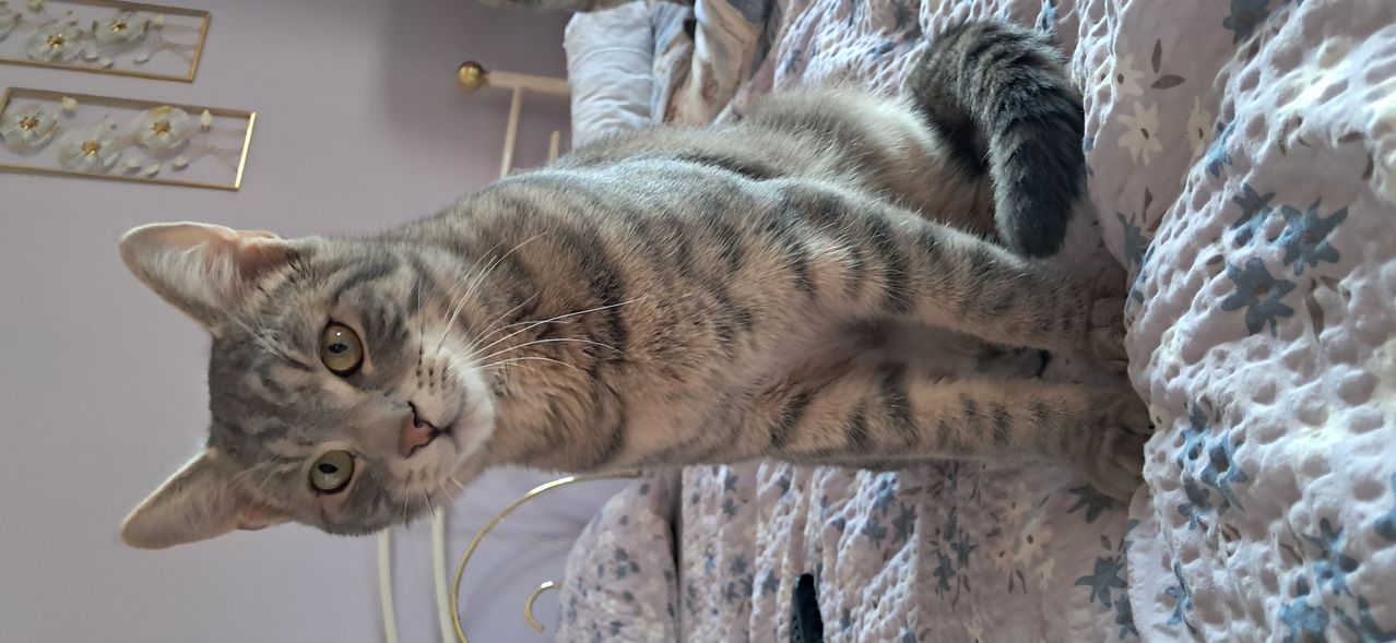 Ein Nahaufnahme von einer grauen getigerten Katze, die auf einem Bett mit einer Blumendecke liegt. Die Augen der Katze sind halb geschlossen, und sie sieht entspannt aus.