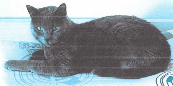 Eine schwarze Katze liegt auf einer Oberfläche mit einem geometrischen Design, möglicherweise einem Teppich, ihre Augen sind nach vorne gerichtet und sie hat einen wachsamen Ausdruck.