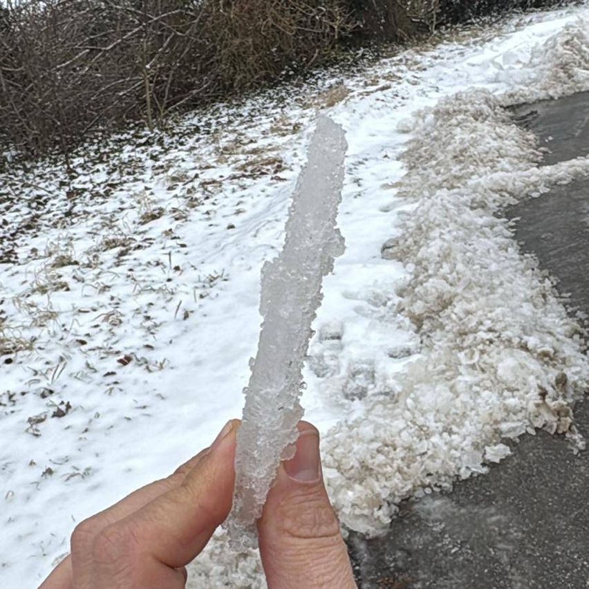 Eine Person hält einen langen Eissplitter in der Hand, mit schneebedecktem Boden und Büschen im Hintergrund.
