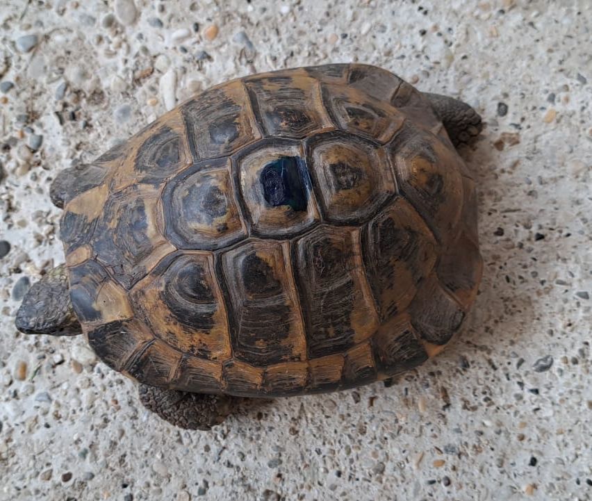 Eine Schildkröte mit einer braunen Schale und einem blauen Fleck liegt auf dem Boden.