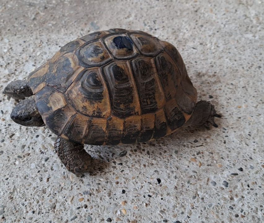 Eine Schildkröte mit beschädigtem Panzer ruht auf einer fleckigen Betonfläche.