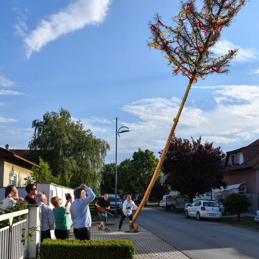Ein Mann schneidet einen geschmückten Baum mit einer Kettensäge, während die Leute zuschauen. Bäume und Häuser säumen die Straße unter einem blauen Himmel.