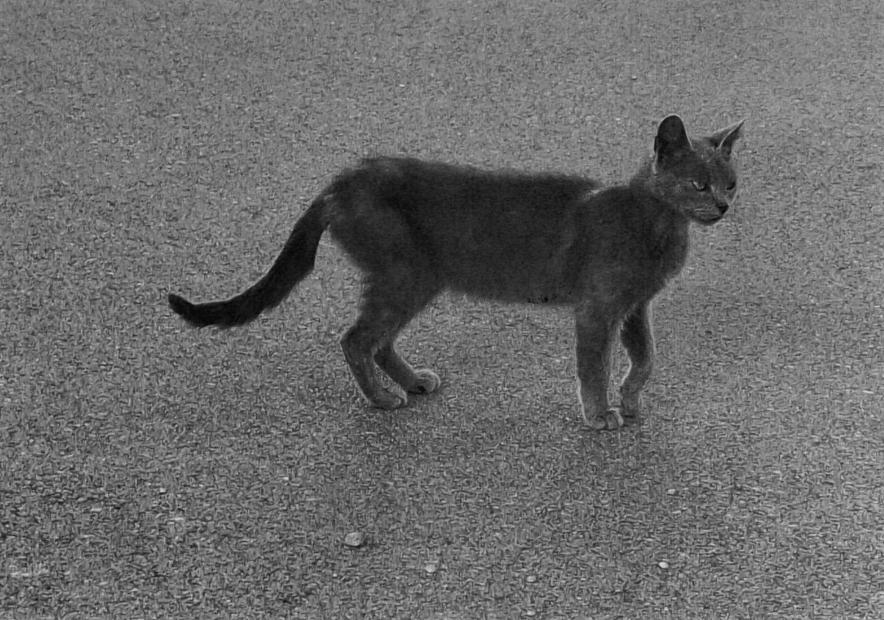 Graue Katze steht auf asphaltiertem Untergrund in Österreich