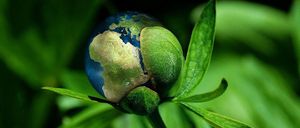 Bild enthält, Bud, Flower, Plant, Sprout, Leaf, Green