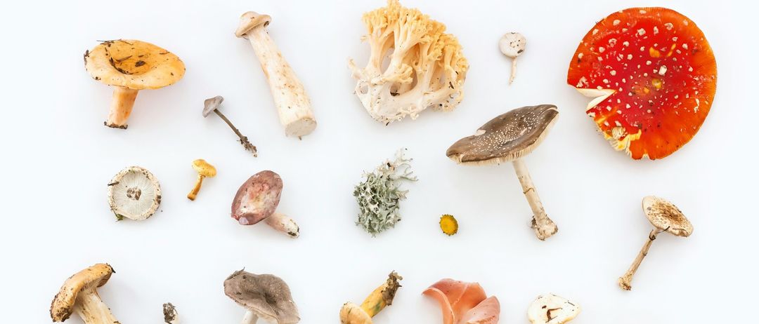 Eine Sammlung verschiedener Pilze und Pilzarten ist auf einem weißen Hintergrund zu sehen. Jeder Pilz hat unterschiedliche Merkmale und Farben und zeigt eine Vielzahl von Formen und Größen.