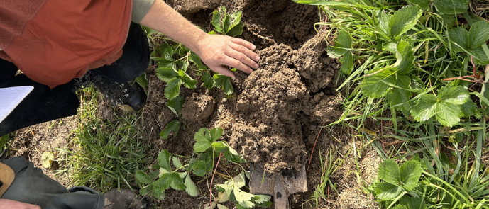 Zwei Personen knien in einem Garten, einer hält eine Schaufel und der andere untersucht den Boden. Der Boden ist mit Erde und Gras bedeckt, und es sind Erdbeerpflanzen sichtbar.