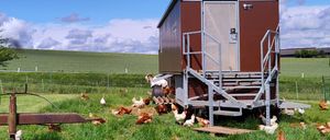 Eine kleine Scheune mit grünem Dach steht auf einem grünen Feld. Mehrere Hühner sind um sie herum und einige in der Nähe eines Zauns. Der Himmel ist blau mit einigen Wolken.