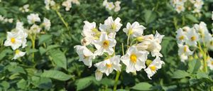 Ein riesiges Feld weißer Kartoffelblüten mit gelben Zentren. Das Feld erstreckt sich in die Ferne mit einem Hintergrund aus grünen Bäumen.