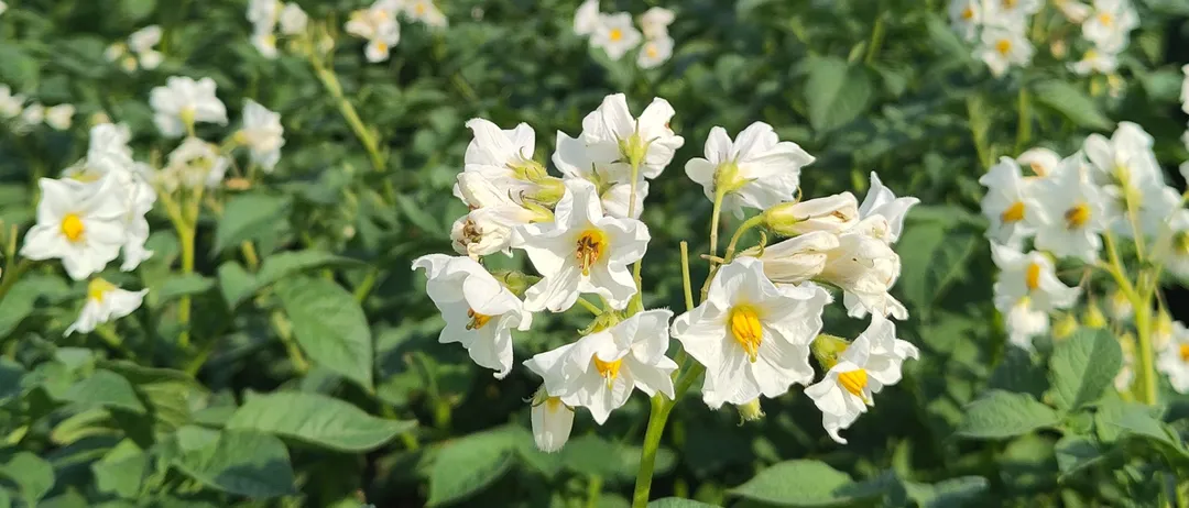 Ein riesiges Feld weißer Kartoffelblüten mit gelben Zentren. Das Feld erstreckt sich in die Ferne mit einem Hintergrund aus grünen Bäumen.