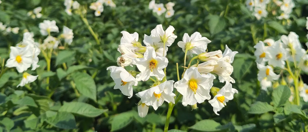 Ein riesiges Feld weißer Kartoffelblüten mit gelben Zentren. Das Feld erstreckt sich in die Ferne mit einem Hintergrund aus grünen Bäumen.