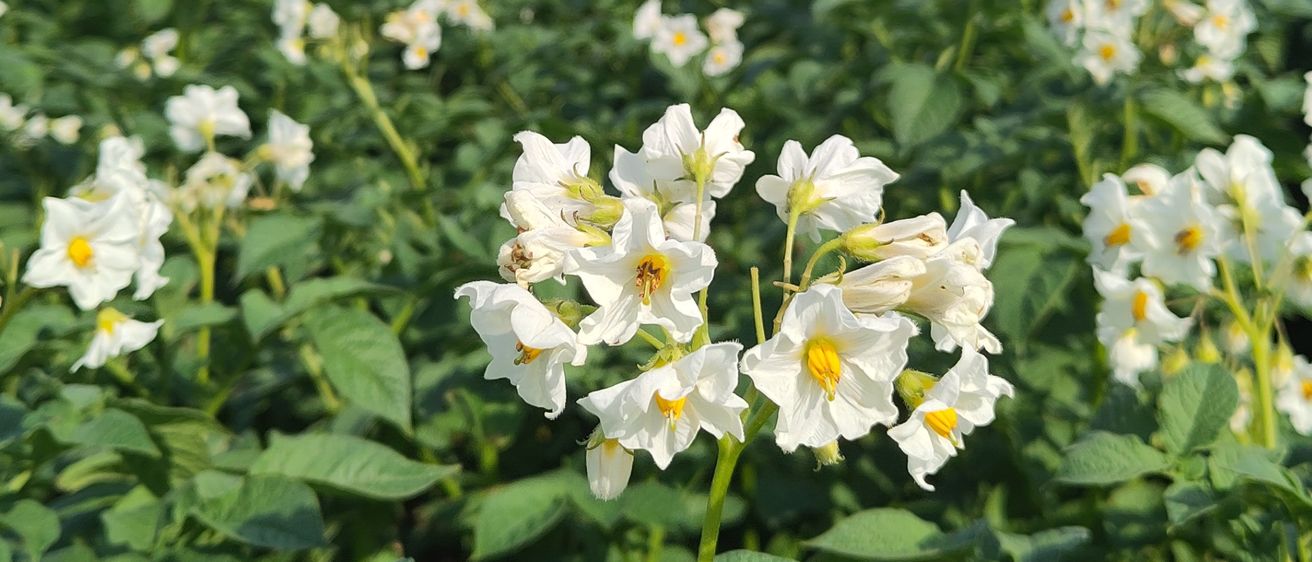 Ein riesiges Feld weißer Kartoffelblüten mit gelben Zentren. Das Feld erstreckt sich in die Ferne mit einem Hintergrund aus grünen Bäumen.