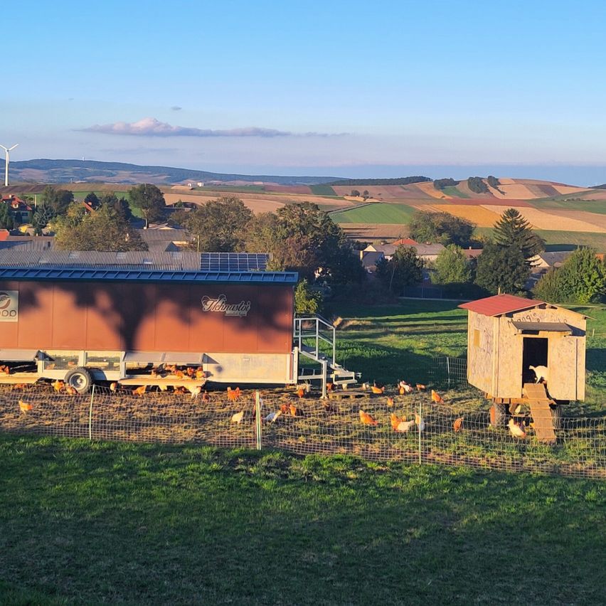 Ein Blick auf einen Bauernhof mit einem mobilen Hühnerstall, einem kleinen Stall und vielen Hühnern. Die Landschaft ist ländlich mit Feldern, Bäumen und Windturbinen in der Ferne.