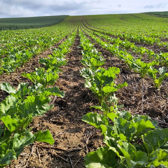 Ein riesiges Ackerfeld mit Reihen grüner Pflanzen, wahrscheinlich Zuckerrüben, unter einem bewölkten Himmel. Der Boden sieht trocken aus, mit einigen braunen Erdflecken.