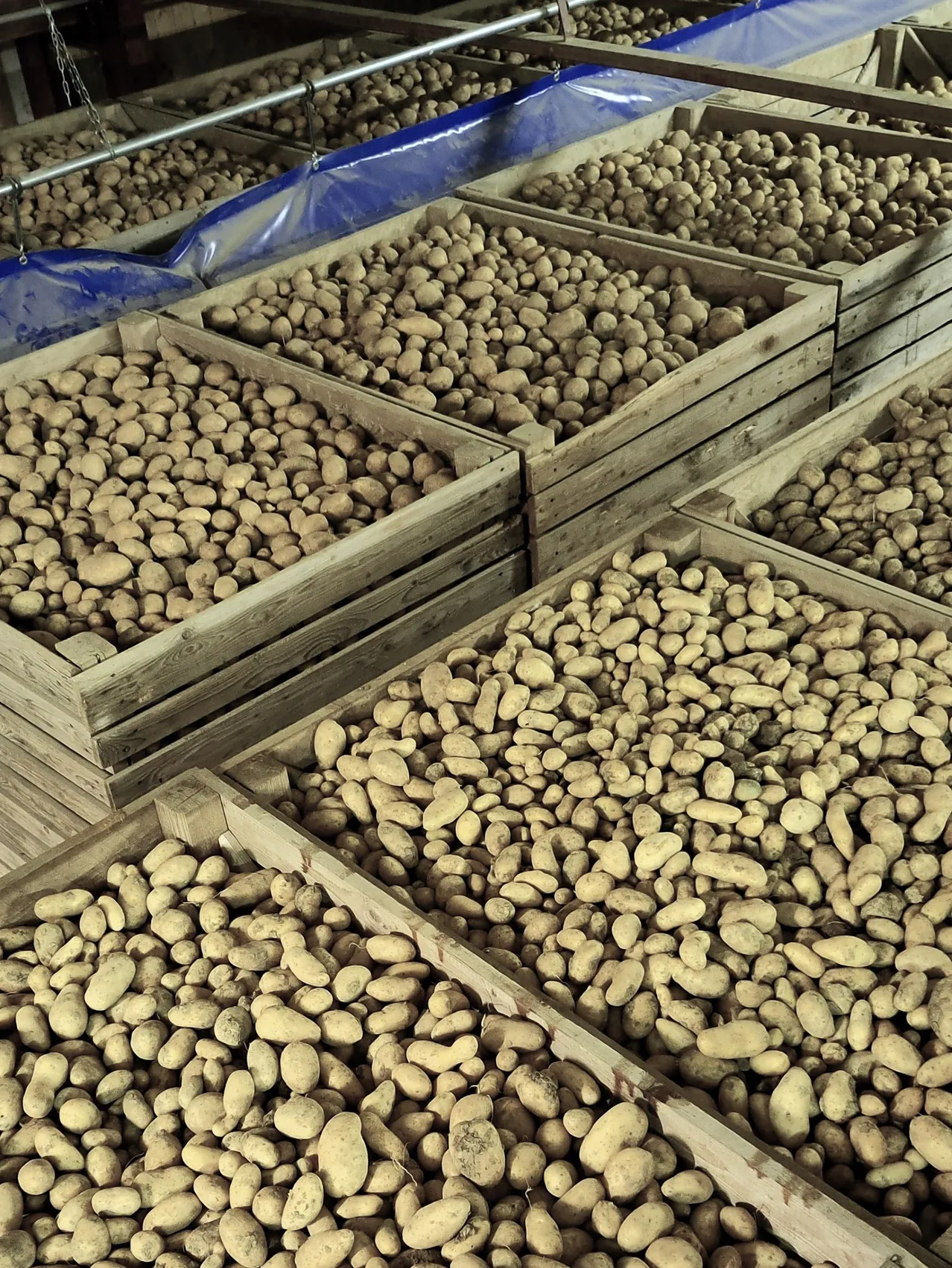 Mehrere Holzkisten gefüllt mit zahlreichen Kartoffeln sind übereinander gestapelt. Die Kartoffeln haben unterschiedliche Größen und Formen.