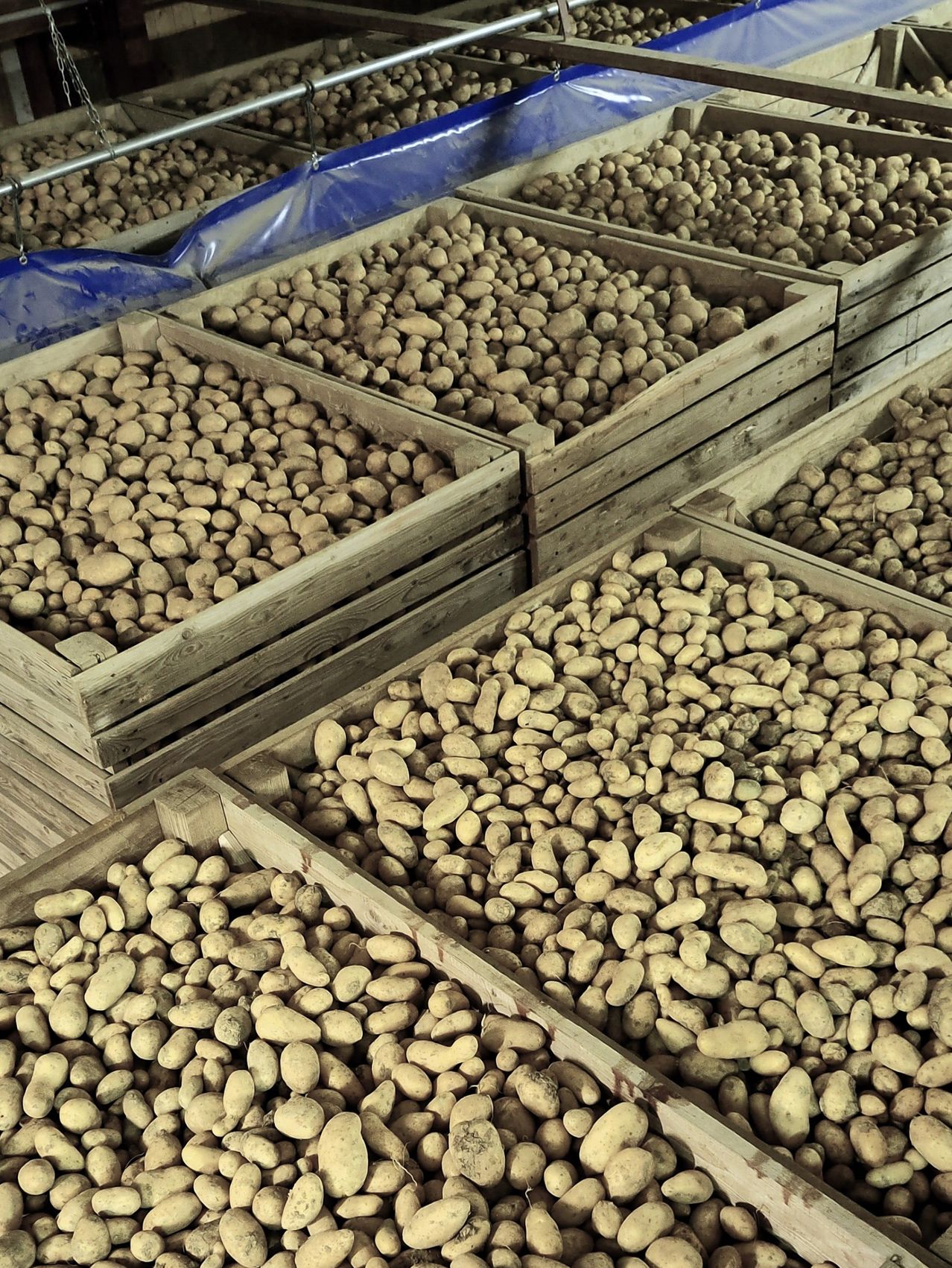 Mehrere Holzkisten gefüllt mit zahlreichen Kartoffeln sind übereinander gestapelt. Die Kartoffeln haben unterschiedliche Größen und Formen.