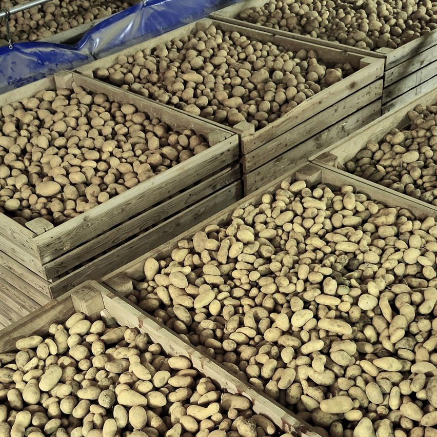 Mehrere Holzkisten gefüllt mit zahlreichen Kartoffeln sind übereinander gestapelt. Die Kartoffeln haben unterschiedliche Größen und Formen.