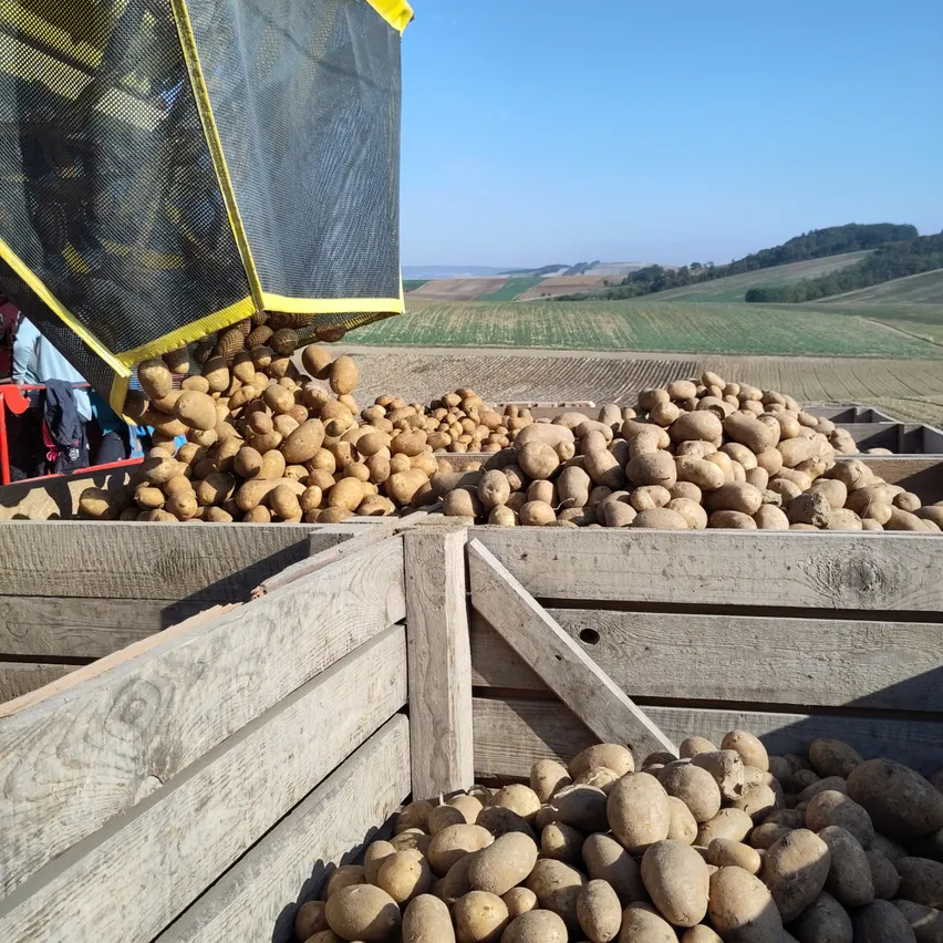 Kartoffeln werden auf einem Bauernhof geerntet und in Holzkisten gelegt, mit einem malerischen Blick auf die Landschaft.