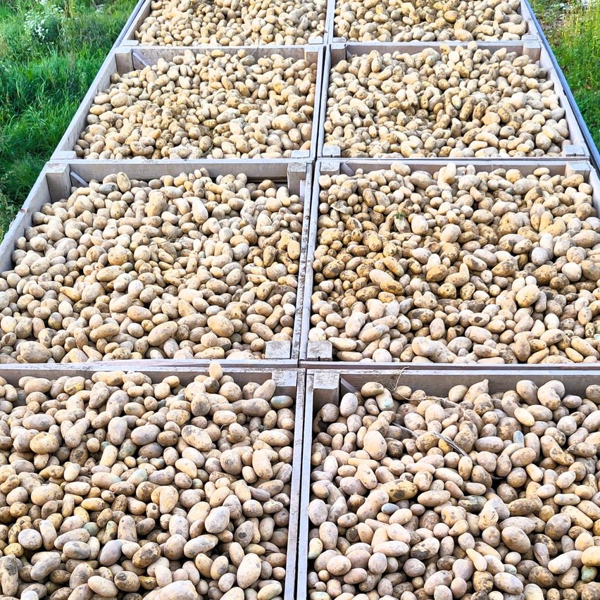 Mehrere Reihen von Holzkisten, gefüllt mit Kartoffeln, auf einem Rasenfeld ausgestellt. Jede Kiste enthält eine große Menge Kartoffeln, einige mit sichtbarer Erde.