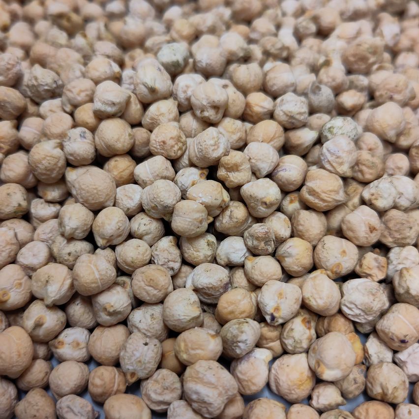 Eine Nahaufnahme einer großen Menge getrockneter Kichererbsen, die verschiedene Größen und Schattierungen von Beige und Hellbraun zeigt.