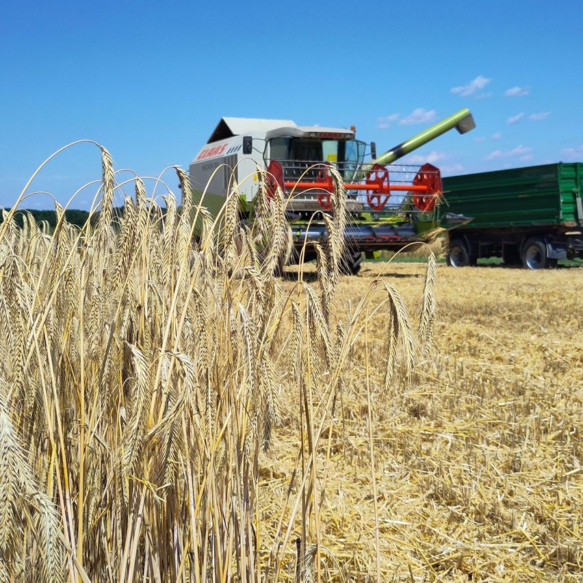 Eine Erntemaschine mit einem grünen Arm erntet Weizen auf einem Feld unter einem blauen Himmel.