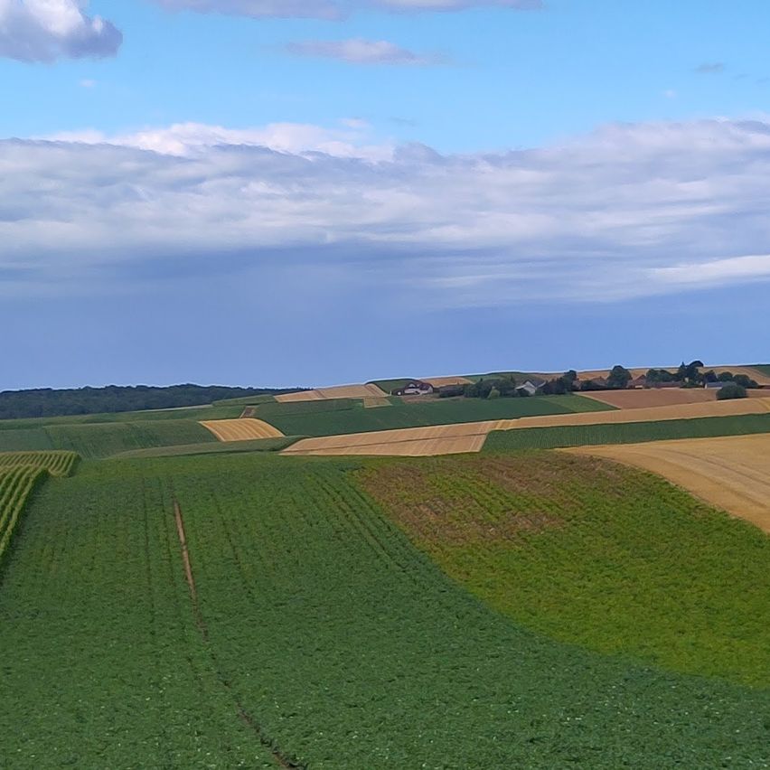 Eine Luftaufnahme eines weitläufigen Ackerlandes unter einem blauen Himmel mit verstreuten Wolken. Verschiedene Pflanzen sind in unterschiedlichen Wachstumsstadien zu sehen, wobei einige Bereiche geerntet erscheinen. Bäume und Häuser sind in der Ferne sichtbar.