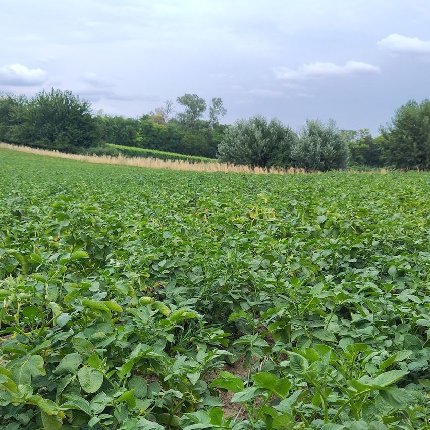 Ein Feld grüner Pflanzen erstreckt sich über eine weite Landschaft, mit Bäumen und Sträuchern in der Ferne. Der Himmel ist bewölkt.