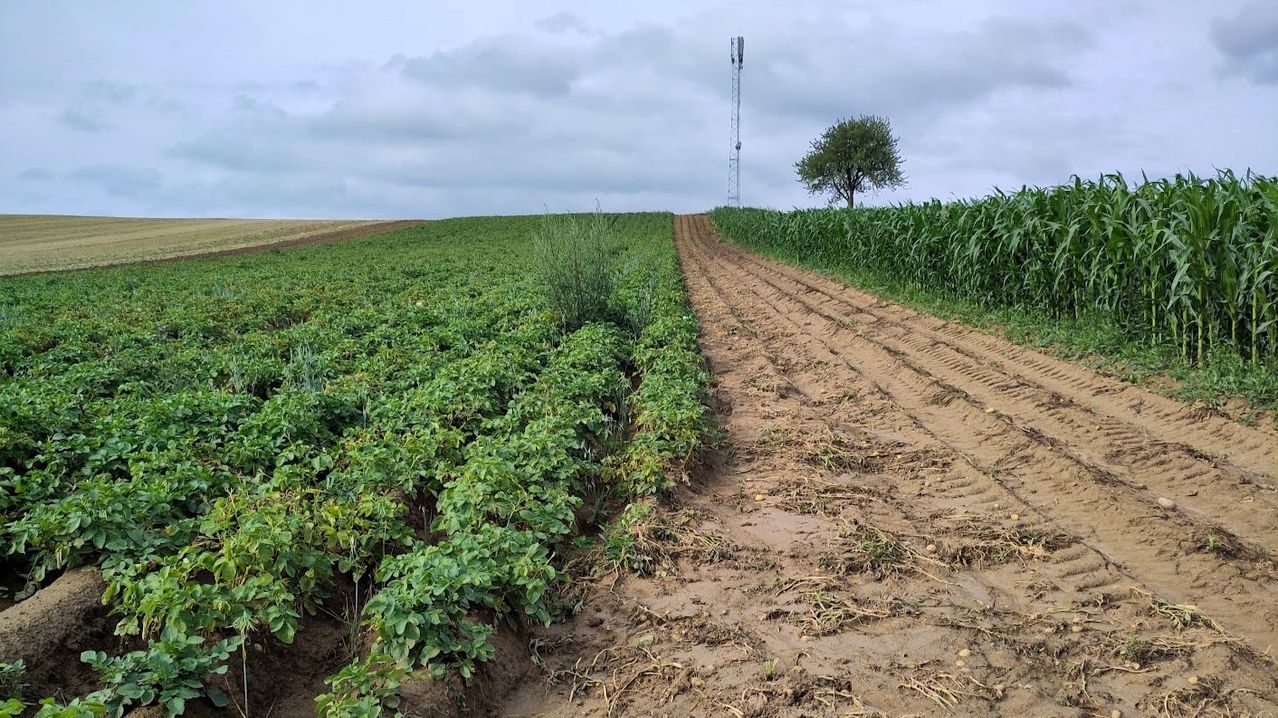 Ein offenes Feld mit zwei unterschiedlichen Bereichen, einem mit grünen Kartoffelpflanzen und dem anderen mit Maispflanzen. Ein Baum und ein Turm sind in der Ferne unter einem bewölkten Himmel sichtbar.