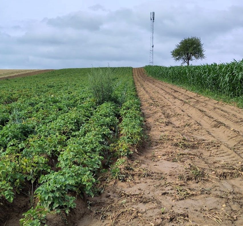 Ein offenes Feld mit zwei unterschiedlichen Bereichen, einem mit grünen Kartoffelpflanzen und dem anderen mit Maispflanzen. Ein Baum und ein Turm sind in der Ferne unter einem bewölkten Himmel sichtbar.