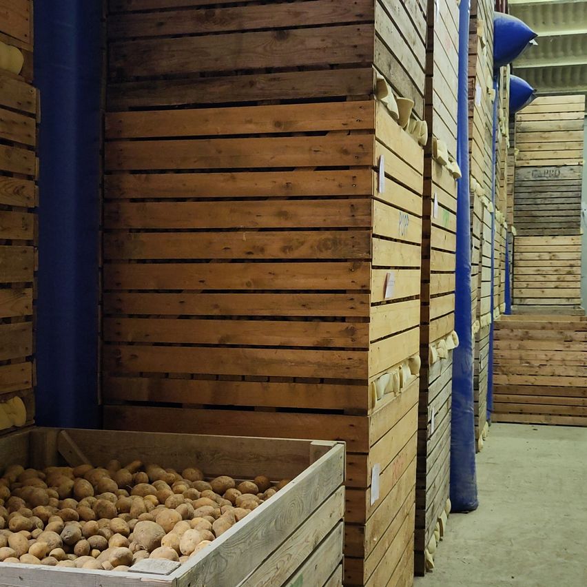 Ein Lagerraum mit in Reihen gestapelten Holzkisten, die im Vordergrund einen großen Haufen Kartoffeln enthalten.