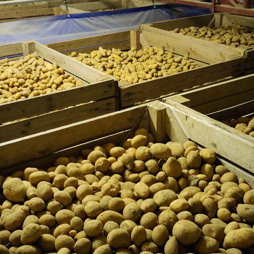 Ein Lagerraum gefüllt mit Holzkisten, die übereinander gestapelt sind und goldene Kartoffeln enthalten. Die Kisten sind in Reihen angeordnet, wobei einige teilweise gefüllt sind.
