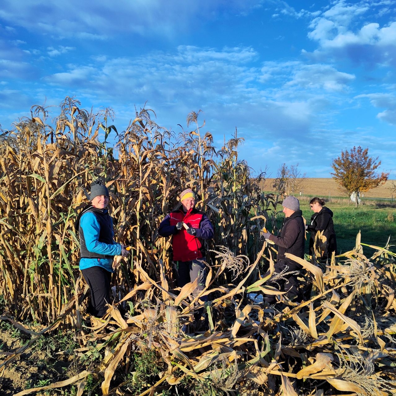 Eine Gruppe von Menschen erntet Mais in einem Feld unter einem blauen Himmel mit verstreuten Wolken. Sie tragen Winterkleidung und sind von Maiskolben umgeben.
