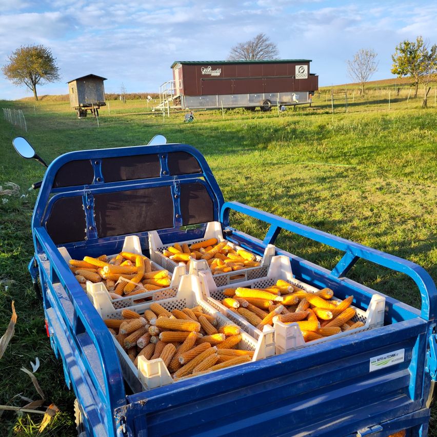 Ein blauer Lastwagen mit Maiskisten steht auf einer Wiese. Im Hintergrund befinden sich ein Anhänger und eine kleine Hütte. Bäume und ein Zaun sind zu sehen. Der Himmel ist teilweise bewölkt.