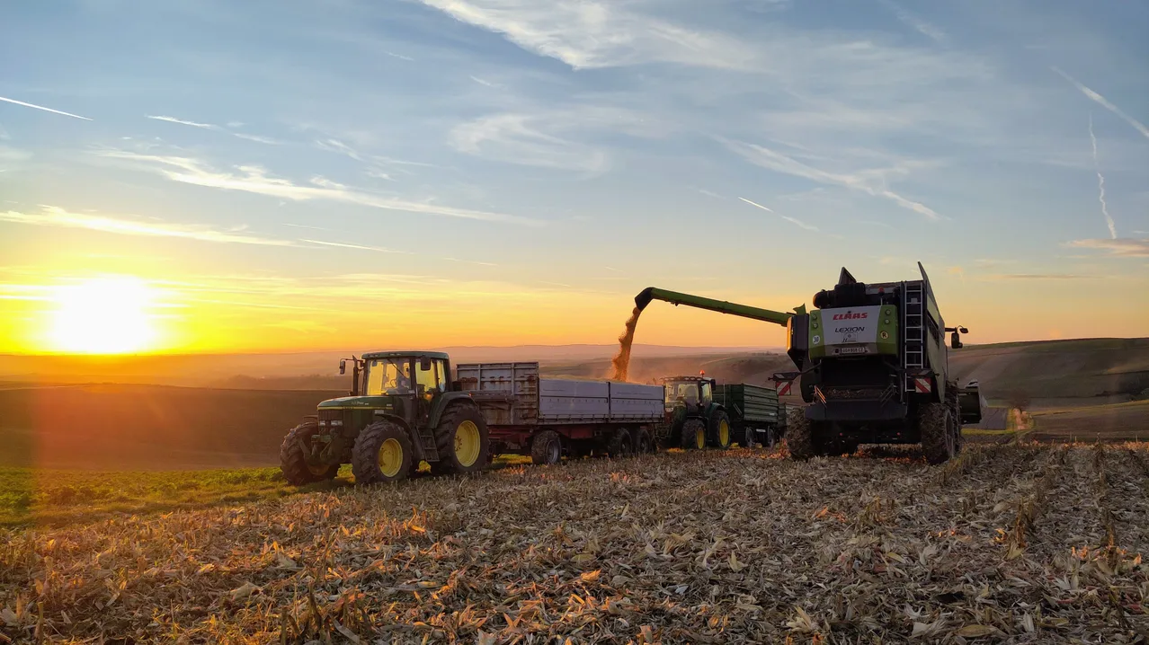 Ein Mähdrescher sammelt Erntegut von einem Traktoranhänger bei Sonnenuntergang. Der Himmel ist blau mit einigen Wolken. Der Traktor und der Mähdrescher stehen auf einem Feld mit geernteten Pflanzen.