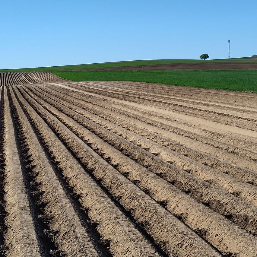 Ein weitläufiges gepflügtes Feld unter einem klaren Himmel. Der Boden ist frisch umgegraben, mit Reihen von Erde, die sich in die Ferne erstrecken. Ein kleiner Baum ist im Hintergrund, mit einem Turm weiter entfernt.