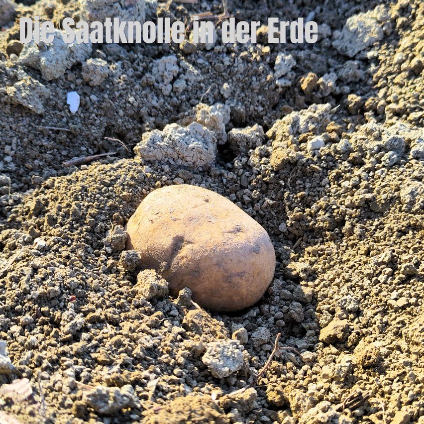 Eine Saatknolle liegt im Boden, teilweise mit Erde bedeckt. Das Bild hat einen Wasserzeichen in der oberen linken Ecke, der 'Die Saatknolle in der Erde' lautet.