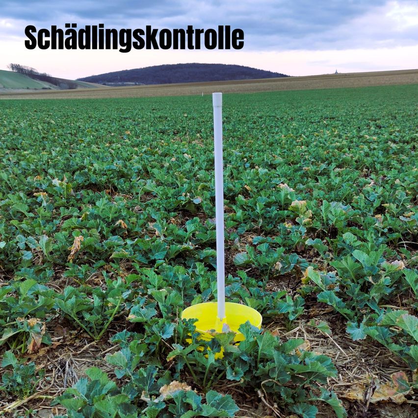Ein Feld mit grünen Pflanzen und einem gelben Eimer mit einem weißen Stab in der Mitte. Oben steht der Text 'Schadlingskontrolle'. In der Ferne befindet sich ein Berg.