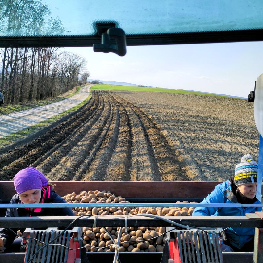 Ein Blick aus einem Fahrzeug zeigt ein riesiges Feld mit frisch gepflügter Erde in Reihen. Zwei Frauen sitzen im Fahrzeug und sortieren Kartoffeln. Bäume säumen die linke Seite der Straße.