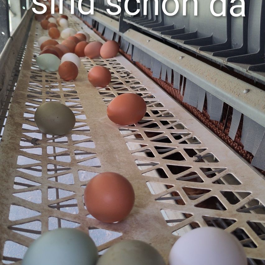 Ein Förderband mit verschiedenfarbigen Eiern, die durch eine Verarbeitungsanlage bewegt werden. Die Eier sind braun, weiß und grün.