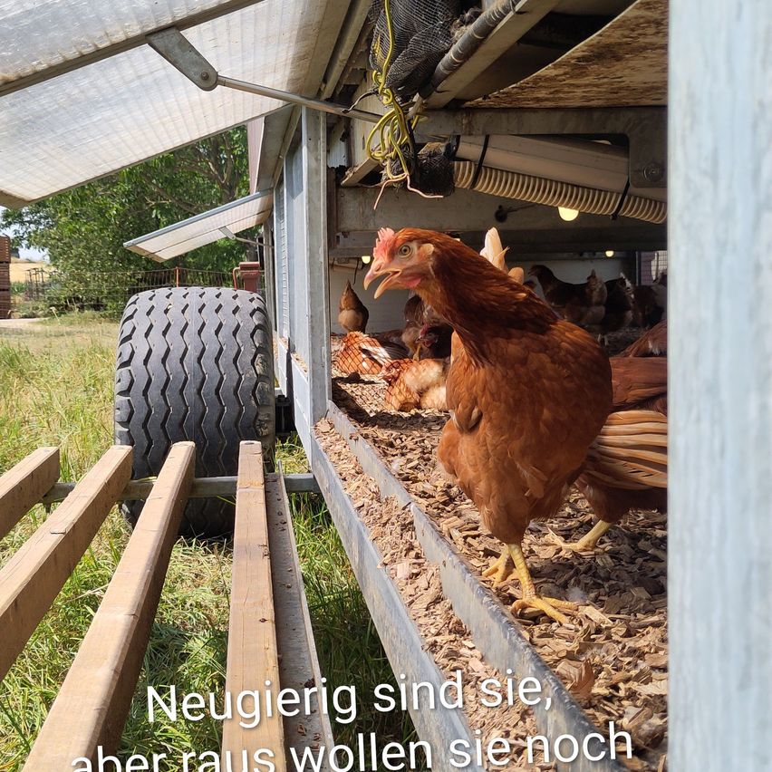 Glückliches Huhn