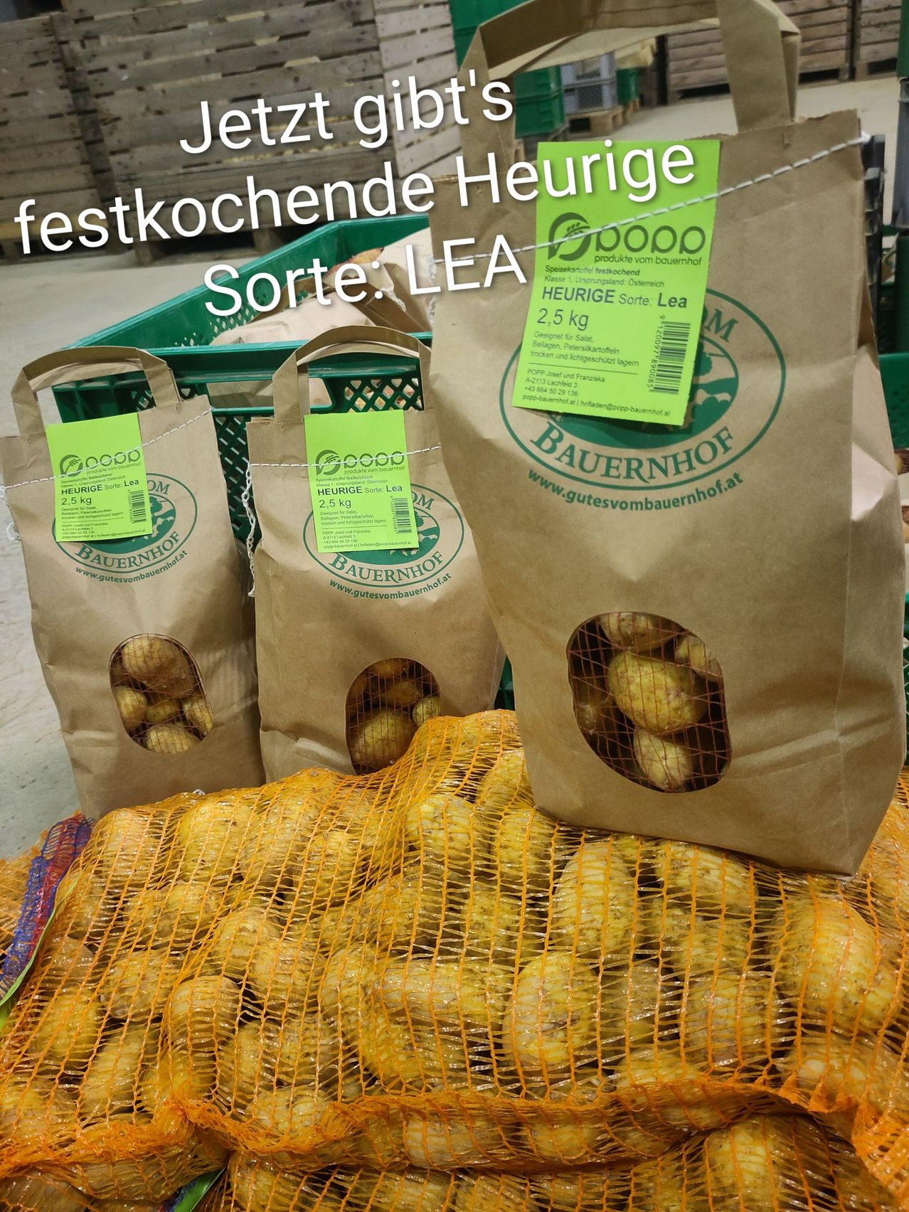 Kartoffel LEA